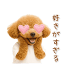 ポジティブな気持ちを伝える☆プードル（個別スタンプ：34）