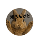 うざいウサギ【面白系】（個別スタンプ：1）