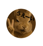 うざいウサギ【面白系】（個別スタンプ：2）