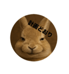 うざいウサギ【面白系】（個別スタンプ：3）