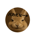 うざいウサギ【面白系】（個別スタンプ：4）