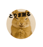 うざいウサギ【面白系】（個別スタンプ：5）