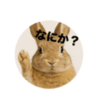 うざいウサギ【面白系】（個別スタンプ：6）