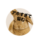 うざいウサギ【面白系】（個別スタンプ：7）