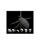 マダニの独り言（個別スタンプ：4）