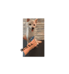 うちの犬白柴（個別スタンプ：1）