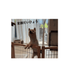 うちの犬白柴（個別スタンプ：3）