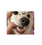 うちの犬白柴（個別スタンプ：5）