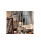 うちの犬白柴（個別スタンプ：8）