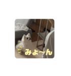 可愛いミルの動くスタンプ（個別スタンプ：6）