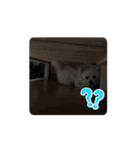 可愛いミルの動くスタンプ（個別スタンプ：12）