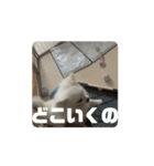 可愛いミルの動くスタンプ（個別スタンプ：13）