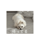 可愛いミルの動くスタンプ（個別スタンプ：15）