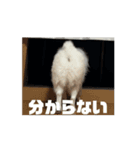 可愛いミルの動くスタンプ（個別スタンプ：16）
