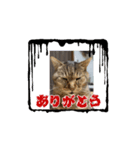 猫日和な猫屋敷スタンプⅢ（個別スタンプ：1）