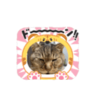 猫日和な猫屋敷スタンプⅢ（個別スタンプ：3）