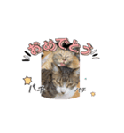 猫日和な猫屋敷スタンプⅢ（個別スタンプ：4）