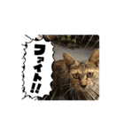 猫日和な猫屋敷スタンプⅢ（個別スタンプ：5）