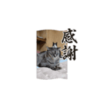 猫日和な猫屋敷スタンプⅢ（個別スタンプ：7）