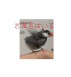 鳥さんの友達（個別スタンプ：4）