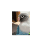鳥さんの友達（個別スタンプ：6）