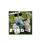坂本3兄弟の日常！（個別スタンプ：11）