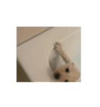 うごくらいち（個別スタンプ：10）
