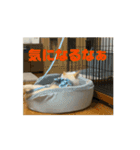 うごくらいち（個別スタンプ：11）