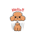 HELLO！ トイプードル（個別スタンプ：1）