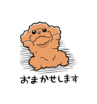 HELLO！ トイプードル（個別スタンプ：4）