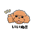 HELLO！ トイプードル（個別スタンプ：5）