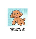 HELLO！ トイプードル（個別スタンプ：9）