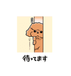 HELLO！ トイプードル（個別スタンプ：10）