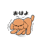HELLO！ トイプードル（個別スタンプ：11）