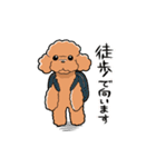 HELLO！ トイプードル（個別スタンプ：12）