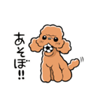 HELLO！ トイプードル（個別スタンプ：13）
