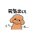 HELLO！ トイプードル（個別スタンプ：16）
