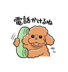 HELLO！ トイプードル（個別スタンプ：17）