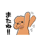 HELLO！ トイプードル（個別スタンプ：24）