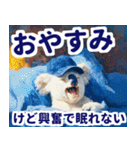 野球好き竜ファンコアラ2(一年中日常会話)（個別スタンプ：11）