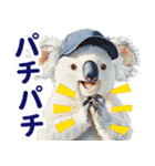 野球好き竜ファンコアラ2(一年中日常会話)（個別スタンプ：22）