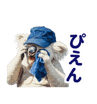 野球好き竜ファンコアラ2(一年中日常会話)（個別スタンプ：39）