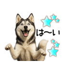 シベリアンハスキー★毎日使う返信スタンプ（個別スタンプ：3）