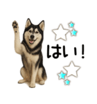 シベリアンハスキー★毎日使う返信スタンプ（個別スタンプ：4）