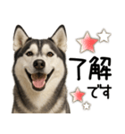 シベリアンハスキー★毎日使う返信スタンプ（個別スタンプ：5）