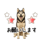 シベリアンハスキー★毎日使う返信スタンプ（個別スタンプ：9）