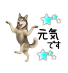 シベリアンハスキー★毎日使う返信スタンプ（個別スタンプ：17）