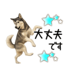 シベリアンハスキー★毎日使う返信スタンプ（個別スタンプ：18）