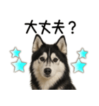 シベリアンハスキー★毎日使う返信スタンプ（個別スタンプ：19）