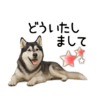 シベリアンハスキー★毎日使う返信スタンプ（個別スタンプ：20）